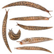 Leopard slug - Limax maximus, in front of white background