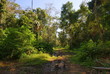 Photo: Tropical forest, Bolivia Tropical forest, Bolivia