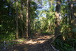 Photo: Tropical forest, Bolivia Tropical forest, Bolivia
