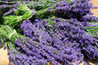 Foto: Garten Lavendel Hidcote Blue Garten Lavendel Hidcote Blue