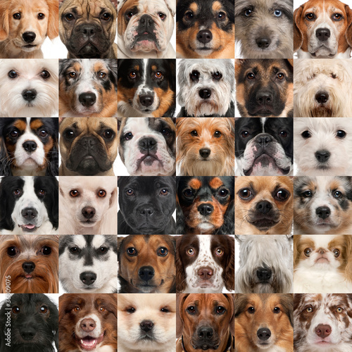 Photo: Collage of 36 dog heads Collage of 36 dog heads