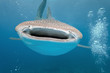While shark on the blue background While shark on the blue background