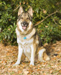 Germna Shepherd Dog sat down