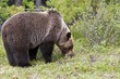 Grizzly