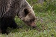 Grizzly