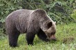 Grizzly