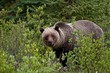 Grizzly