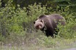 Grizzly