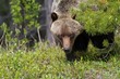 Grizzly