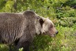 Grizzly