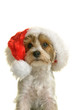 Biewer Yorkshire Terrier, Weihnachten, Weihnachtsmotiv