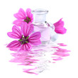 Spa Scene mit Malven (Malva sylvestris)