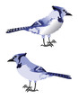 Horizontal view of bluejay