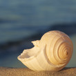 Meeresrauschen, Reisezeit, Urlaub, Meeresschnecke