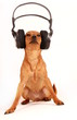 dog with headphones