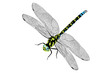 Libelle