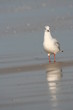 Mouette