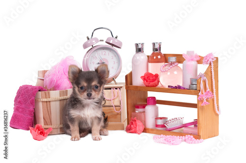 Photo: Glamour puppy grooming Glamour puppy grooming