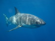 Great White Shark
