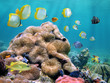 Colorful Caribbean sea Colorful Caribbean sea
