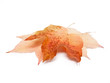 Herbstblätter