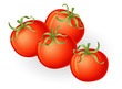 Vector: Tomatos illustration Tomatos illustration