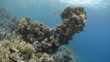 Video: Coral pinnacle growing Coral pinnacle growing