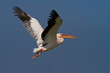 pelican in flight