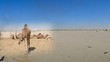 Video: Camels farm panorama Camels farm panorama