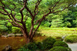 Beautiful Japanese garden