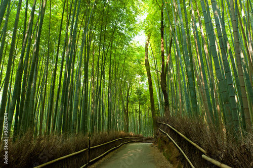 Ścieżka w lesie bambusowym