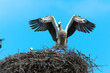 Ciconia ciconia, Oriental White Stork.