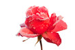 Foto: Eisrose Eisrose