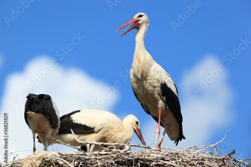 Photo: Ciconia ciconia, Oriental White Stork. Ciconia ciconia, Oriental White Stork.