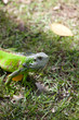 Iguane de Guadeloupe