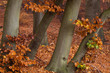 herbst