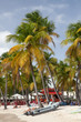 Cocotier au bord de la mer des Caraïbes