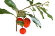 ramo con corbezzoli - bunch of arbutus