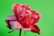 Foto: Rosenblüte im Frost vor grün Rosenblüte im Frost vor grün