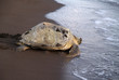 Sea turtle in Tortuguero National Park, Costa Rica