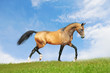 dun horse runs free