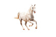 white horse isolated