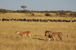 Lion & Lioness hunts wildebeest at Masai Mara, Kenya