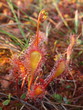 Macro of English sundew (Drosera anglica)