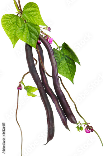 Photo: Violet kidney beans Violet kidney beans
