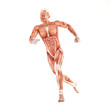 Running man muscles anatomy system isolated on white background Running man muscles anatomy system isolated on white background