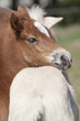 Photo: Fohlen Fohlen