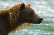Küstenbraunbär wildlife Katmai/Alaska