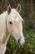 Palomino