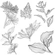 Set of floral design elements